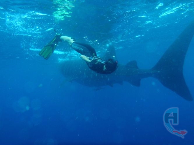 apnea en mar con el tiburon ballena espectacular